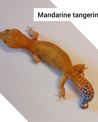 Geco leopardino