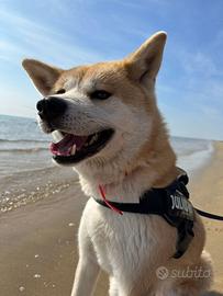 Akita-Inu