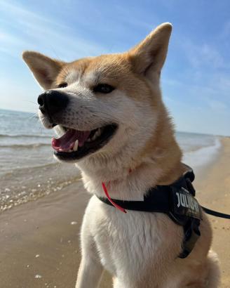 Akita-Inu