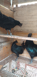 Eggss di ayam cemani