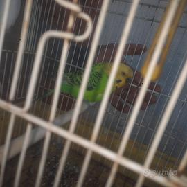 Uccelli