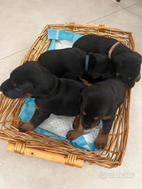 Cuccioli di Dobermann pronti per una dolce casa