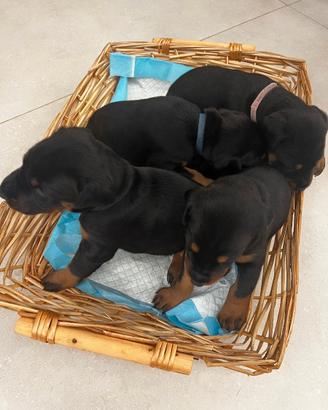 Cuccioli di Dobermann pronti per una dolce casa