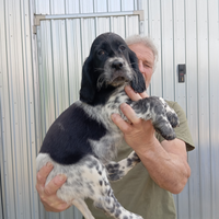 Setter inglesi maschi mesi 3