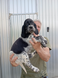 Setter inglesi maschi mesi 3