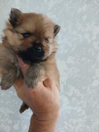 Spitz volpino pomerania