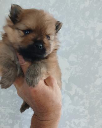 Spitz volpino pomerania