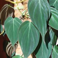 Pianta da interno Philodendron scadens 'Mican'