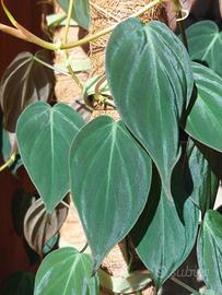 Pianta da interno Philodendron scadens 'Mican'