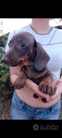 Cuccioli bassotto