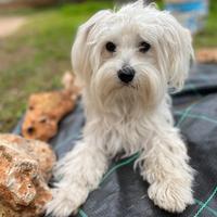 Fidanzata per famiglia