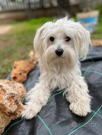 Fidanzata per famiglia