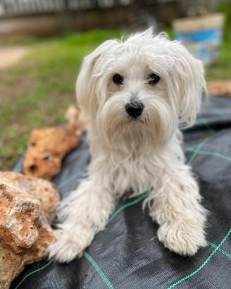 Fidanzata per famiglia