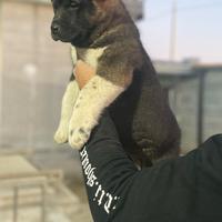 Cane Akita Americano