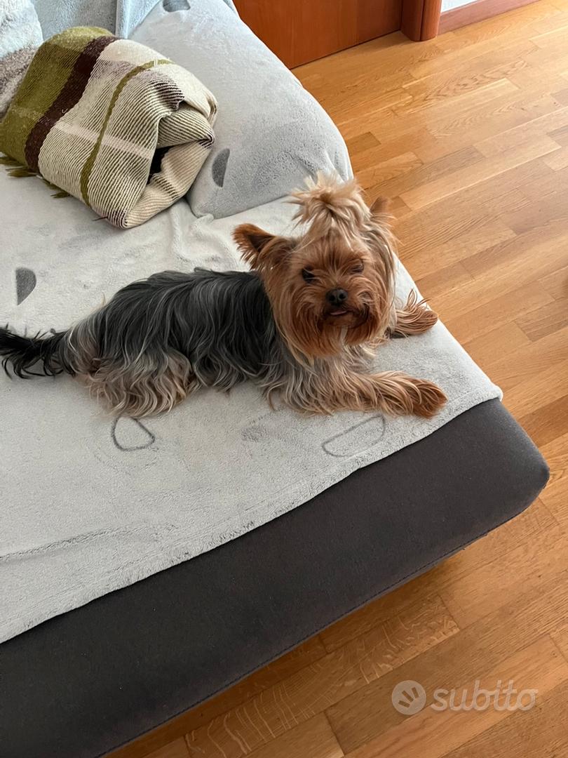 Toppa Termoadesiva Yorkshire Terrier - Finalmente Home, Faccia Di Cane Per Abbigliamento E Accessori