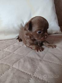 Chihuahua cioccolato pelo lungo