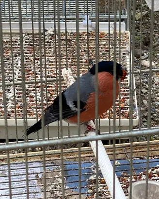 Ciuffolotti alpini