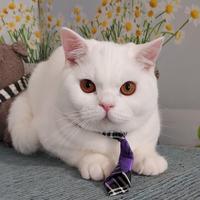 British Shorthair Malcom