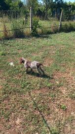 Cuccioli spinone