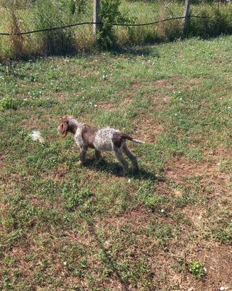 Cuccioli spinone