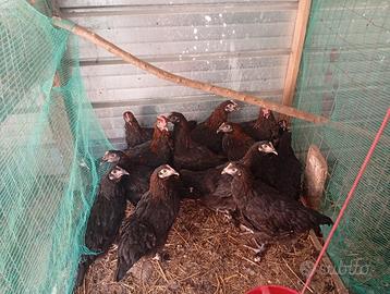 Marans nero ramato
