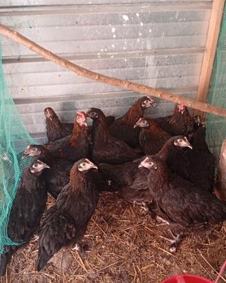 Marans nero ramato