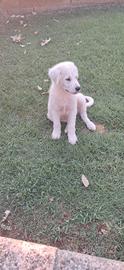 Cucciolo Maremmano