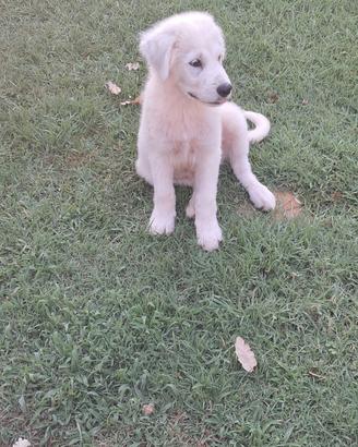 Cucciolo Maremmano