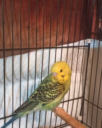 cocorita