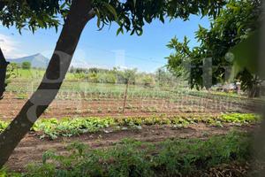 Terreno Agricolo Vitulazio [Cod. rif 3235675VCG]