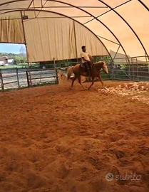 Puledro palomino
