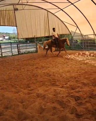 Puledro palomino