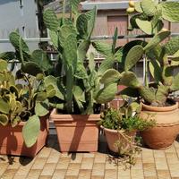 Cactus fichi d'India alte 1,30 e 1 m