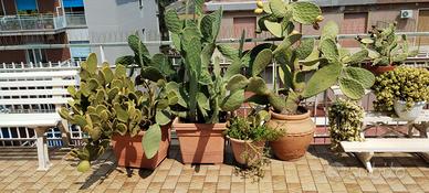 Cactus fichi d'India alte 1,30 e 1 m