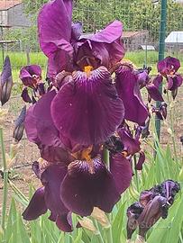 5 Iris