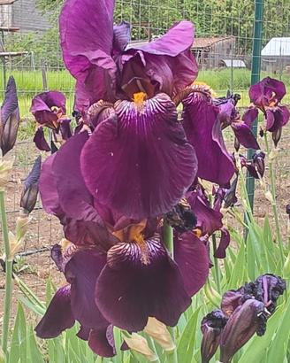 5 Iris