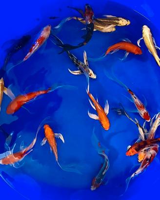Selezione Carpe Koi Butterfly e Japan grado A mix