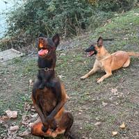 Cuccioli Malinois