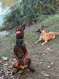 Cuccioli Malinois