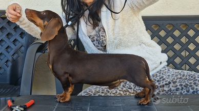 Bassotto kaninchen per monta