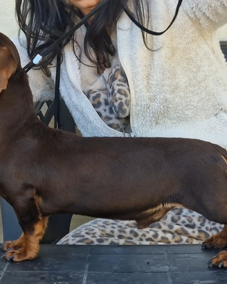 Bassotto kaninchen per monta