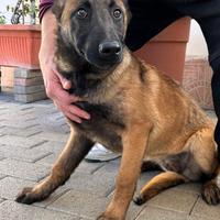 Shakira belga malinois