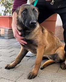 Shakira belga malinois