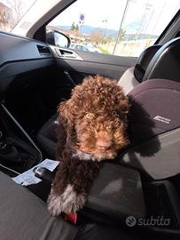 Lagotto