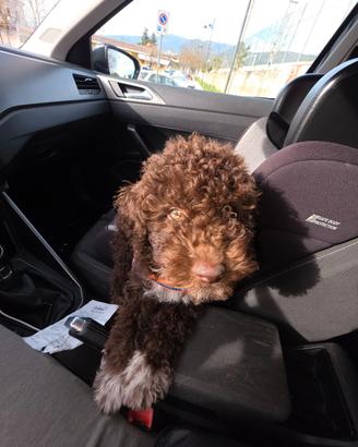 Lagotto