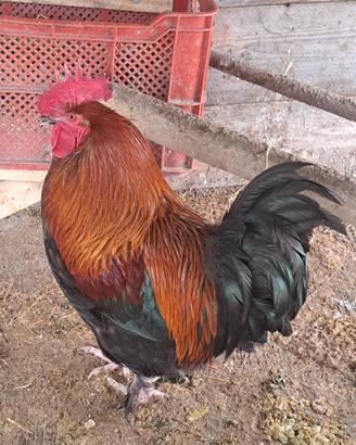 Gallo marans