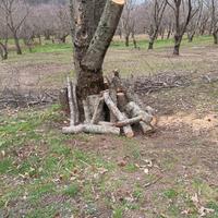 Legna di castagno da ardere o per pellet 