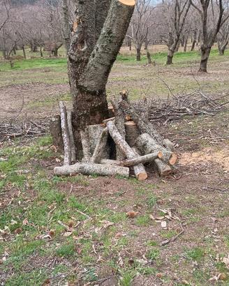 Legna di castagno da ardere o per pellet 
