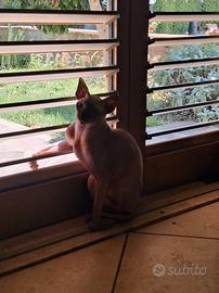 sphinx