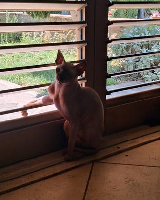 sphinx